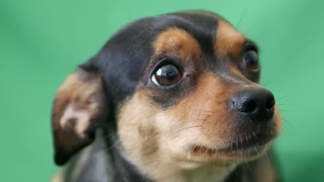 close-up of a small mixed-breed dog