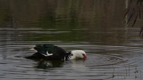 Muscovy-duck-feeding-on-surface-lake-creating-water-circles-on-background-reflecting-trees