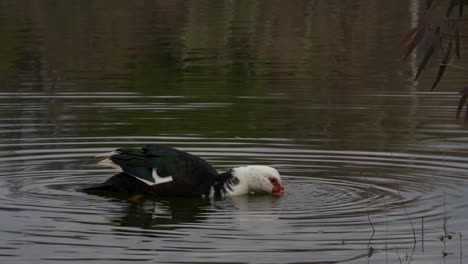 muscovy duck feeding on surface lake creating water circles on background reflecting trees