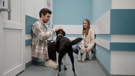 a confident brunette guy in a checkered shirt talks to a blonde girl near them their dogs are black and a small white one in a veterinary clinic