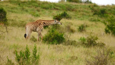 Young-giraffe-uses-long-tongues-to-eat-leaves-from-small-thorn-tree-with-oxpeckers-on-neck-in-long-grass,-nature-reserve-in-South-Africa