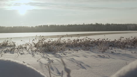 snowy field in winter