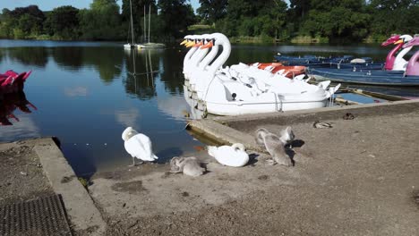 Canada-Goose-and-White-geese-are-preening-their-feathers-by-the-lake-at-Mote-Park-located-at-Maidstone,-Kent,-in-United-Kingdom