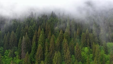 Revelación-Aérea-De-Bosque-Brumoso,-Niebla-Sobre-árboles-De-Coníferas,-Paisaje-De-4k