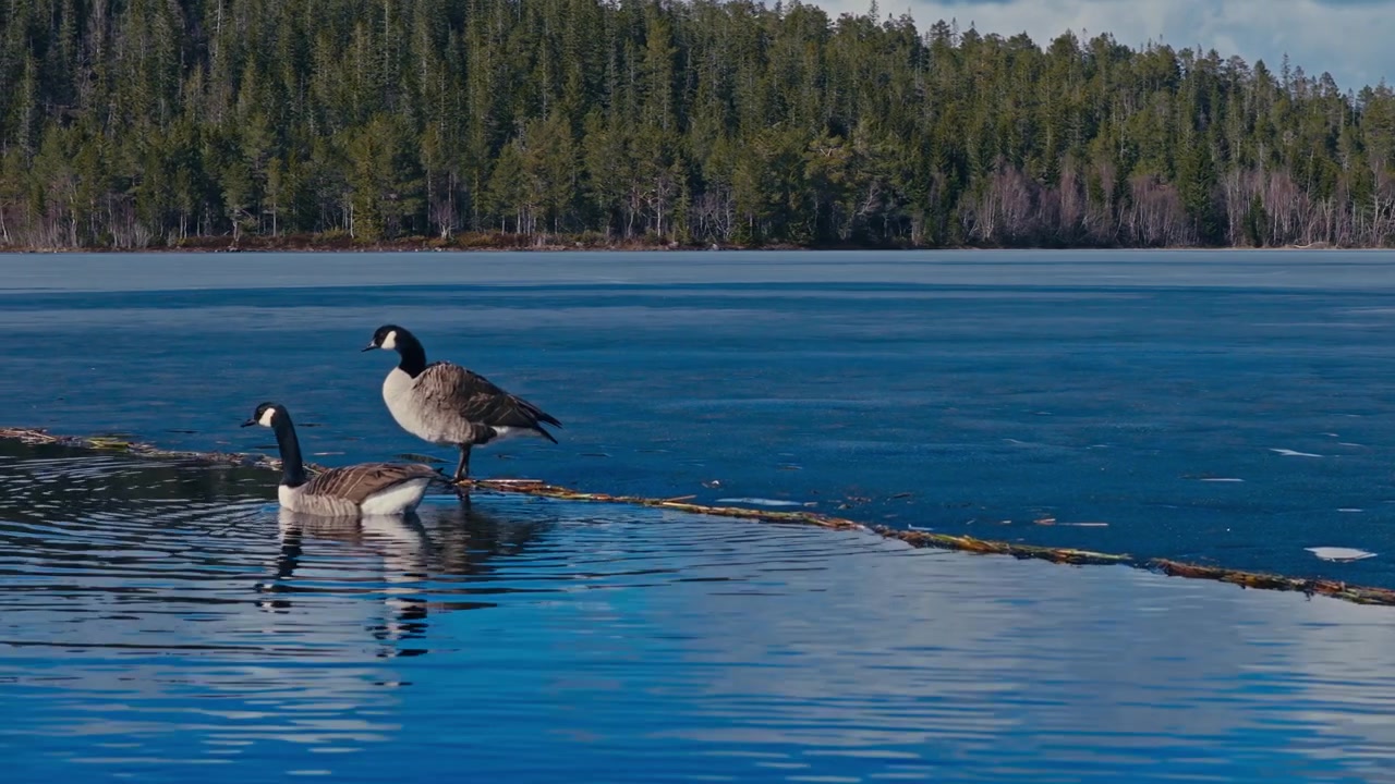 Geese swimming on a lake in Norway, showing waterfowl on open water in a natural Norwegian landscape