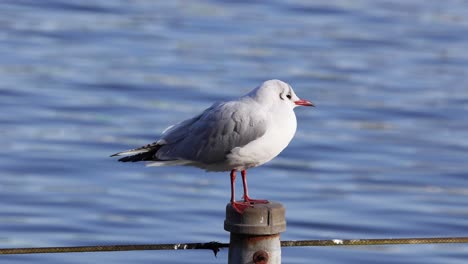 seagull resting and looking around on post