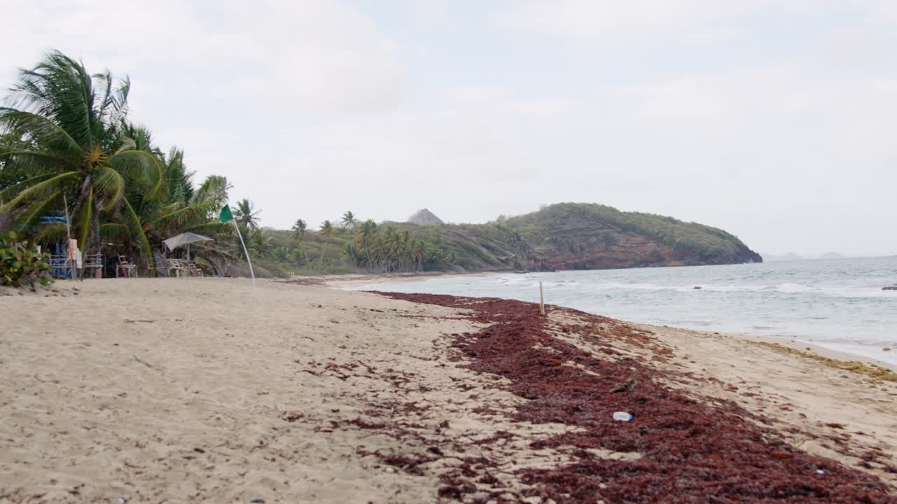playa tropical ventosa con algas rojas en la orilla, granada
