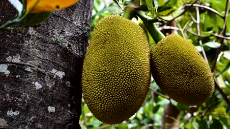 primer plano jackfruits tropicales que crecen en el árbol en el bosque de vida silvestre durante el día