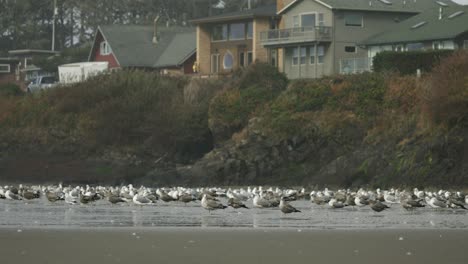 Flock-of-seagulls-stangind-in-the-beach-near-to-houses-in-Yachats,-Oregon