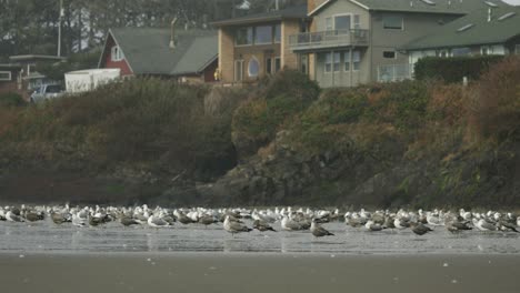 bandada de gaviotas estancadas en la playa cerca de casas en yachats, oregon