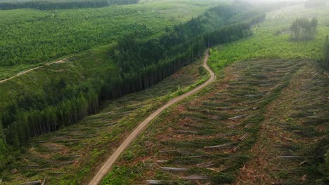 una sección clara de bosque en british columbia, canadá
