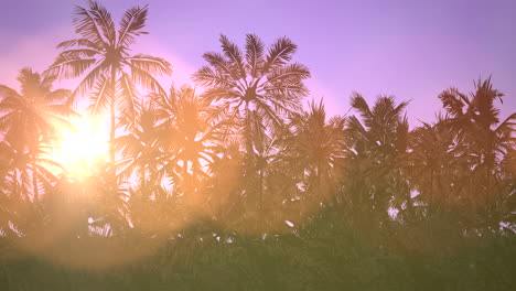 panoramic view of tropical landscape with palm trees and sunset 16