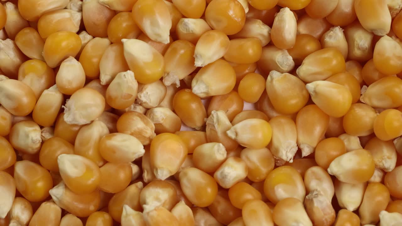 A spoon moves through a pile of corn kernels, capturing and releasing them. Bright lighting highlights the shiny metal and golden kernels
