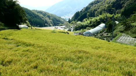 large rice field