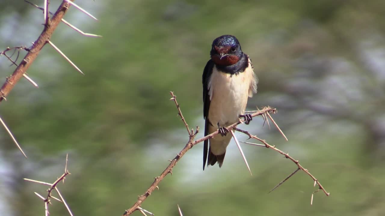 golondrina de granero en un arbusto espinoso en el paisaje africano, vista frontal, primer plano con fondo verde