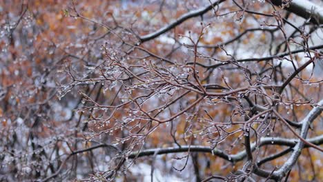 leaves and branches of the tree froze during the first morning frost in late autumn.