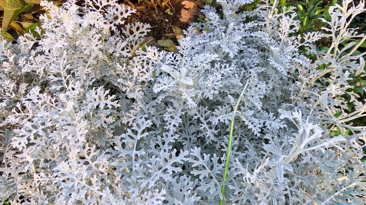 primer plano de la jacobaea maritima en los jardines de flagstaff