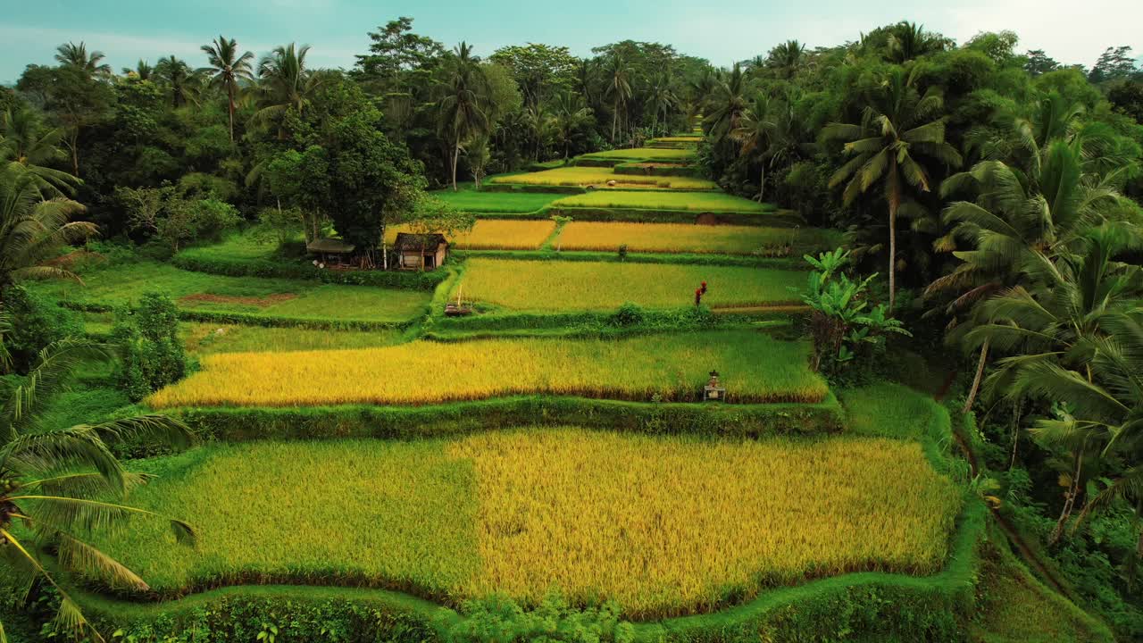 Drone sorvola la lunga terrazza delle risaie di Tegalalang, Ubud, Bali
