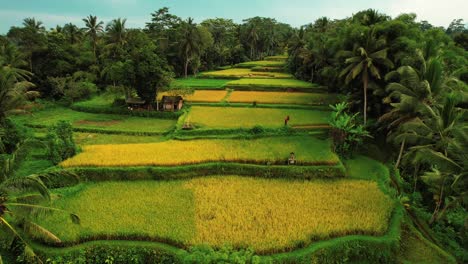 Tegalalang-Reisterrassen-Drohne-Fliegt-Durch-Die-Lange-Terrasse-Ubud,-Bali