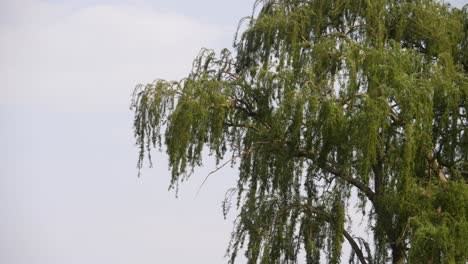 drooping branches of beautiful weeping willow tree in the wind