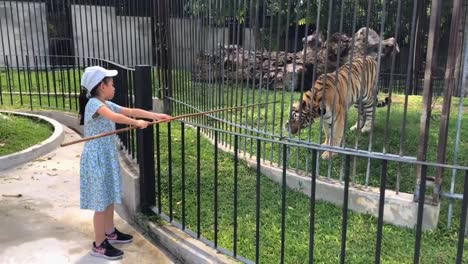 una niña asiática turista está alimentando carne cruda o cerdo crudo a un tigre siberiano en una jaula de zoológico, usando un palo largo de madera