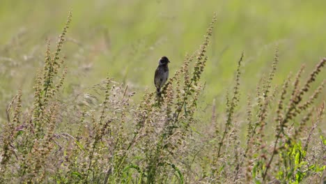 small bird perched in a field