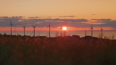 rack focus of oat crop in sunset light to wind turbines silhouette