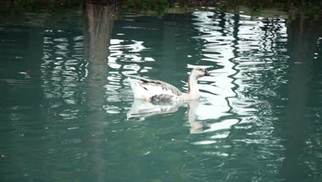 Weibliche-Gans,-Verbunden-Mit-Männlicher-Gans-Im-Teich