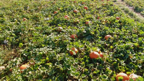 aerial dolly drone shot above field of orange pumpkins ready for halloween carving