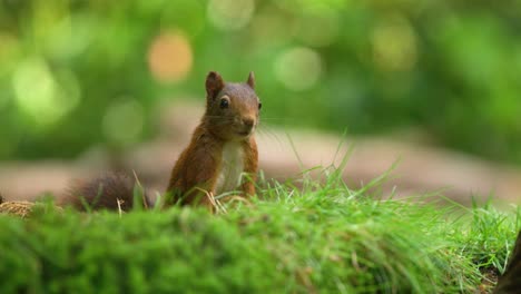 ardilla pequeña en cámara lenta comiendo avellanas y buscando peligro