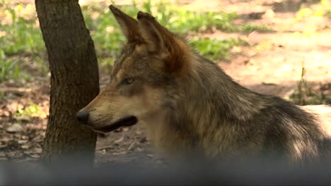 Wolf-Aus-Nächster-Nähe-Schaut-Sich-Um