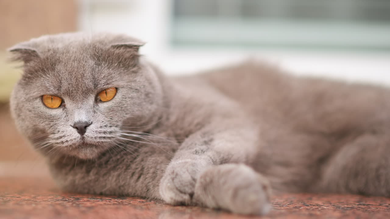 Close up of a gray cat peacefully licking its paw while grooming