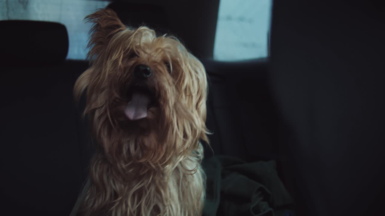 Fluffy Yorkshire Terrier in the Backseat of a Car