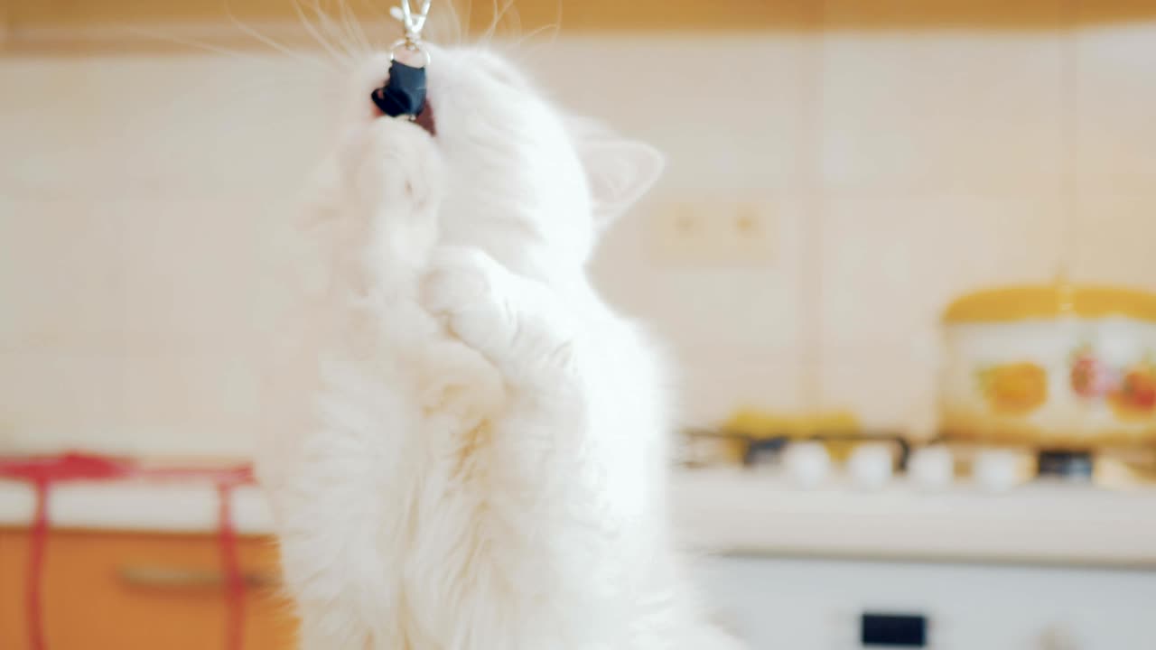 고양이가 로 놀고 있다