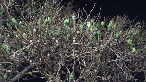 Bandada-De-Loros-Sentados-En-El-árbol-Por-La-Noche