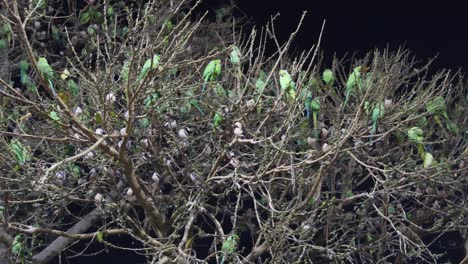 una bandada de loros sentados en un árbol por la noche