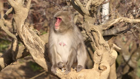 singe des neiges assis sur une branche d'arbre mangeant des noix et des graines tout en regardant autour d'une journée ensoleillée en plein air