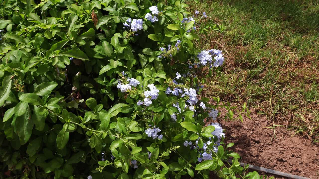 A plane tree with very vivid green leaves, but the most beautiful are the blue flowers that highlight them under daylight