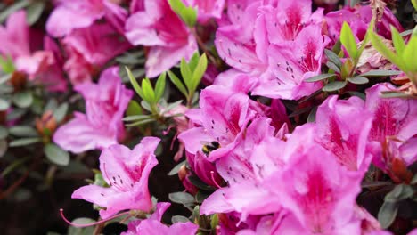 bumblebee looking for nectar and spreading pollen on pink azalea flowers, close