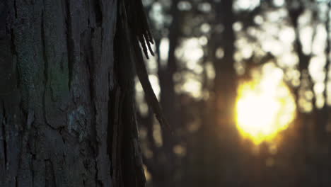 árbol-De-Nogal-Shagbark-Al-Atardecer