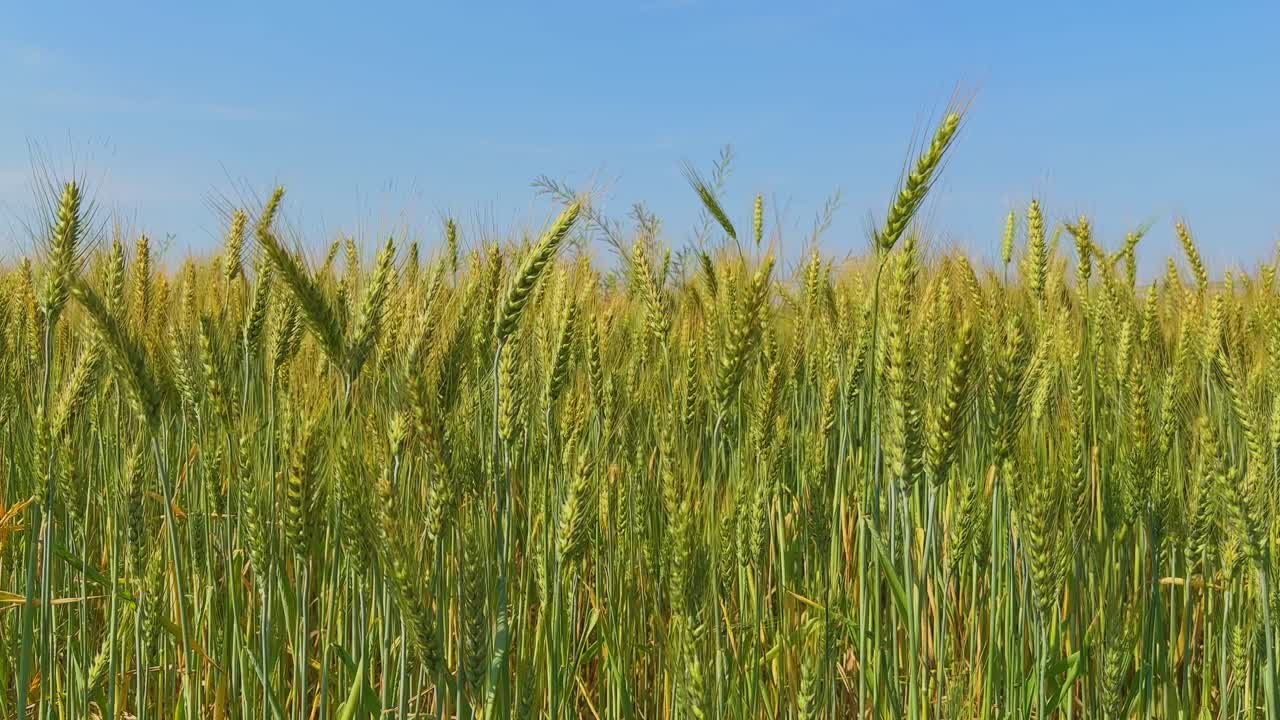 Statisk vidvinkelbild av gröna veteplantor som sakta svajar i vinden, upprätta ax och fina borst som rör sig rytmiskt i starkt solljus mot en klarblå himmel.