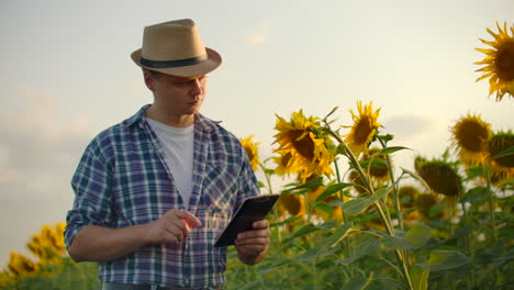 Ein-Mann-Mit-Strohhut-Geht-An-Einem-Sommerabend-über-Ein-Feld-Mit-Großen-Sonnenblumen-Und-Schreibt-Informationen-Darüber-Auf-Sein-Elektronisches-Tablet.