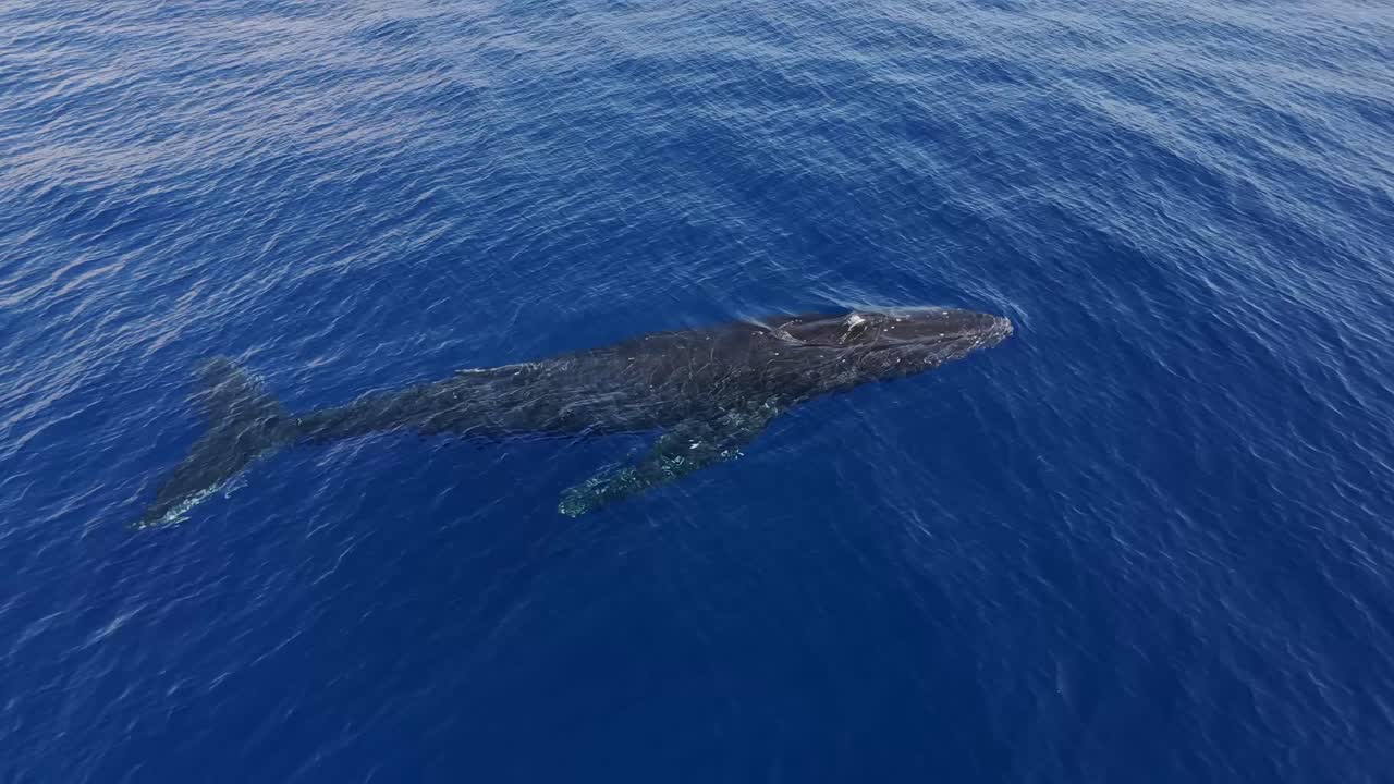 4K CGI aerial footage of migrating humpback whales in Hawaii—ideal for marine life, wildlife conservation, and oceanic nature documentaries.