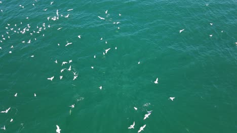 Bandada-De-Gaviotas-Aterrizando-En-La-Superficie-Del-Mar