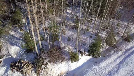 Aerial,-drone-shot-of-man-cutting-down-trees-in-the-forest-using-a-chainsaw