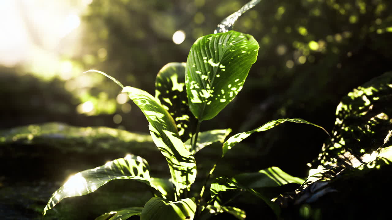 La luce del sole filtra tra le foglie illuminando una giovane pianta in una foresta rigogliosa