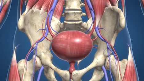 anatomical exploration of the human pelvic region: detailed visualization of the bladder, blood vessels, and surrounding structures in high-definition animation