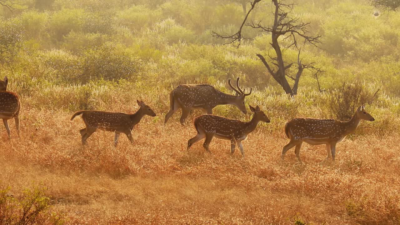 chital o cheetal, también conocido como venado manchado, venado chital y venado de eje, es una especie de venado que es nativa del subcontinente indio. parque nacional de ranthambore sawai madhopur rajasthan india