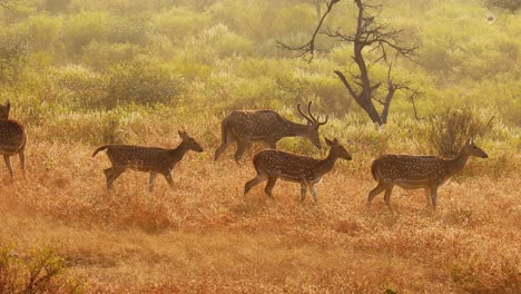 Chital-Oder-Gepard,-Auch-Bekannt-Als-Spotted-Deer,-Chital-Deer-Und-Axis-Deer,-Ist-Eine-Hirschart,-Die-Auf-Dem-Indischen-Subkontinent-Heimisch-Ist.-Ranthambore-Nationalpark-Sawai-Madhopur-Rajasthan-Indien