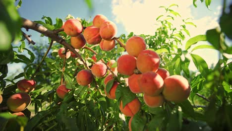 big juicy peaches on the tree. fabulous orchard. fruits ripen in the sun